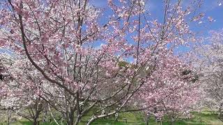 最近の写真・動画