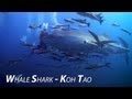 Whale shark - The Gently Giants of the Deep