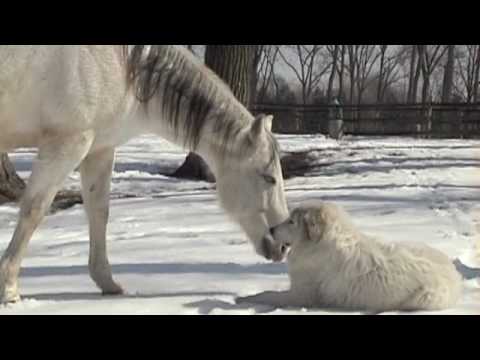 great pyrenees