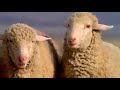 Budweiser Streaker commercial 2006 Super Bowl