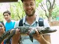 Crocodile Ferdi Crocodile Ferdi