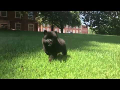 Jazz Pomeranian Puppy