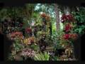 videos de Tropical Rainforest Biome Project