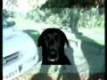 Zulu quer casar.wmv