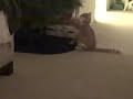 Emric vs the Christmas Tree