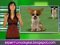 Telurica TV 220 - �Nintendogs?, Yap...para trabajar m�s c�mo