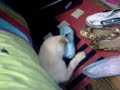 MI CHANCHITO LABRADOR RETRIEVER