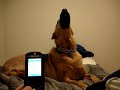 howling-chihuahua.html