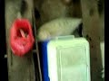 Pancing Talang