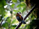 bird watching tours Sword Billed Expeditions