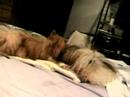 Ricki and Champ - After their bath - 2