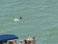 Delfiny Fort Myers Beach (Florida - Usa)