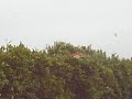 Maquina de podar arboles