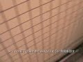 cat fence
