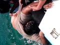Salven a Willy version san felipe (Gandi) Salven a Willy version san felipe (Gandi)