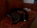 basset and bengal attack.MP4