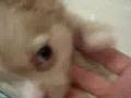 Ｉ　ｎ　ｓ　ｔ　ｅ　ａ　ｄ　ｏ　ｆ　ｂｕｇｓ ｗｅ　ｐｒｅ　ｓ　ｅ　ｎ　ｔ　puppies ①　子犬