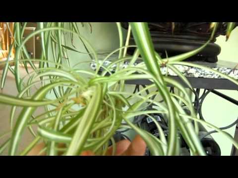 how to replant baby spider plants