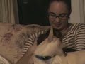 Pet Capuchin monkey and dog playing