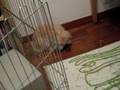 Bunny Binkie for Veggies