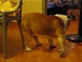 BULLDOG