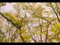 Yume Kara Samete [Fandub]