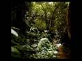videos de A Living Dinosaur?