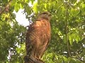 My Friend the Red Shouldered Hawk My Friend the Red Shouldered Hawk