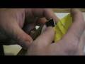 Beginners Taxidermy - Preparing for Mounting Part 2