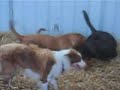 Straw dogs Straw dogs