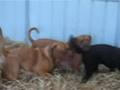 Straw dogs
