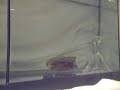 Mini R/C Submarine Game 1