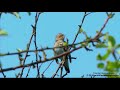 A short clip from (May 2007). Getterön Varberg Halland Sweden. Canon XL2 and Sigma 50-500 mm lens.