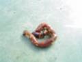 videos de Bug Fight