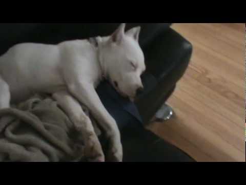 dogo
