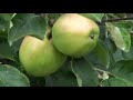 Sony HDR-SR12 Handycam AVCHD Full HD - test