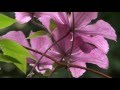Sony HDR-SR12 Handycam AVCHD Full HD - test