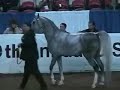 US Arabian Breeding Stallion Championship AOTR