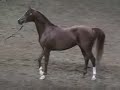 US Arabian Breeding Stallion Championship AOTR (Part 2) US Arabian Breeding Stallion Championship AOTR (Part 2)