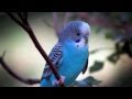 Brenda Lee -  Only You 