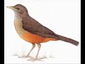 sabiá laranjeira   turdus rufiventris