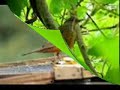 Sabi�-laranjeira - Turdus rufiventris