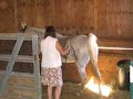 Horse recovering from broken leg (Part II)  Homeopathy Surgery