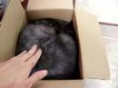 This is My Cat