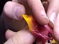 Special Suprise! Watch Special Suprise! Watch