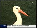 Melnais un Baltais stārķis izdara izņēmumu