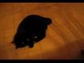 videos de My cat 