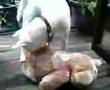 Kishu
