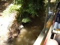 Kuranda