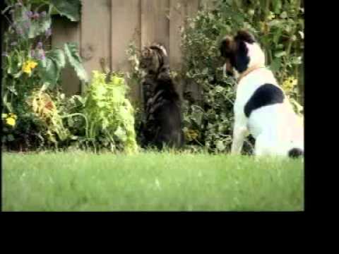 Pets at Home Advert See video